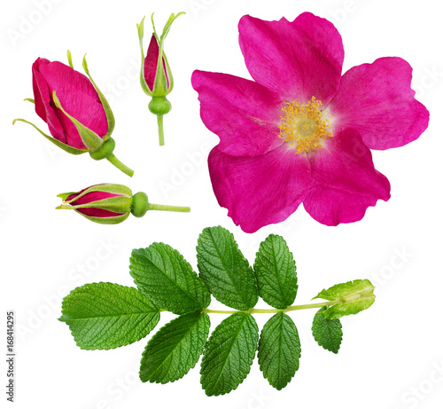 Set of wild rose flower, buds and leaves #168414295