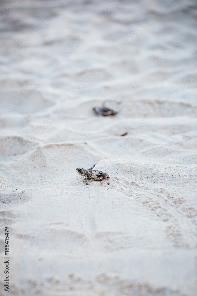 Baby Sea Turtle Baby Sea Turtle