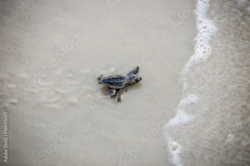 Fototapet Baby Sea Turtle