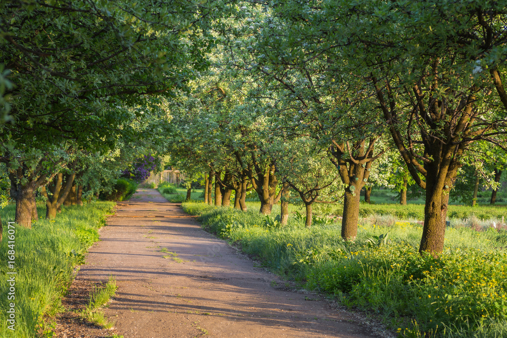 Obraz premium birch forest in sunlight