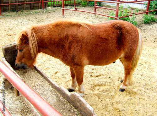 Pony eating oats from  scoop photo