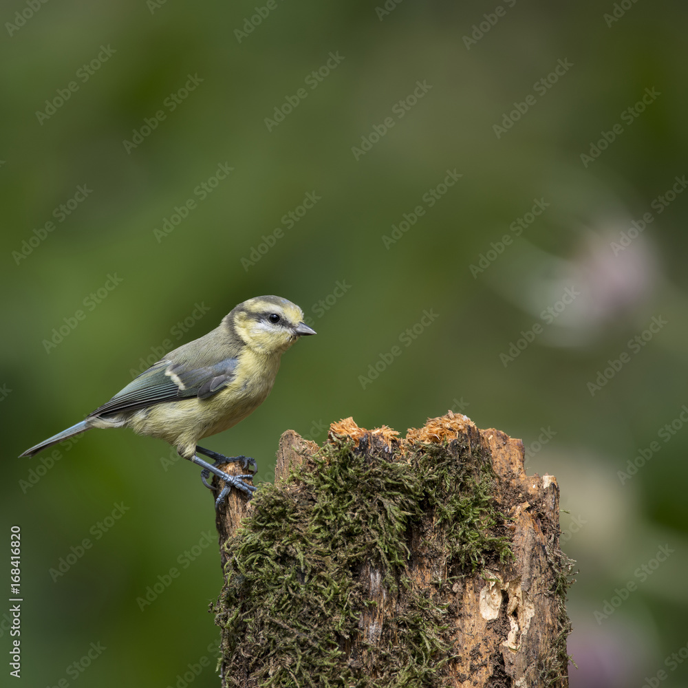 Obraz premium Beautiful Blue Tit Cyanistes Caeruleus on tree in woodland landscape setting