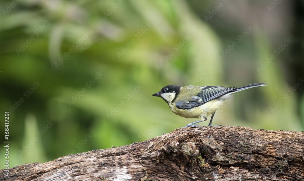Beautiful Great Tit bird Parus Major on tree stump in forest landscape setting Beautiful Great Tit bird Parus Major on tree stump in forest landscape setting