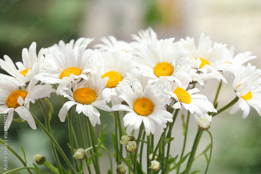 Bouquet of beautiful chamomiles outdoors, close up Bouquet of beautiful chamomiles outdoors, close up