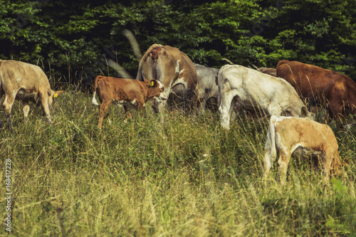 Fototapeta Naklejka Na Ścianę i Meble -  Cows on meadow on hot sunny day
