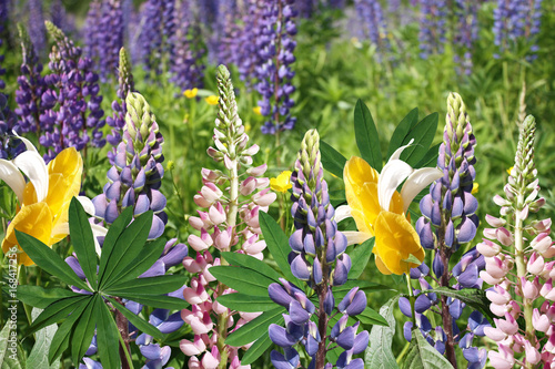 Beautiful floral background lupine and pachystachys  photo