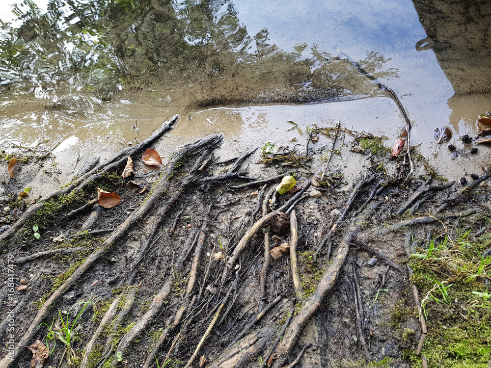 Obraz premium Ufer Wurzeln