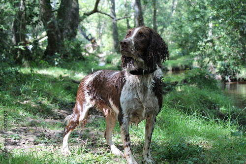 Obraz na płótnie Ollie the springer spaniel