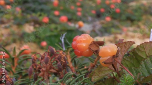 Cloudberry moroshka Urals mountain swamp photo