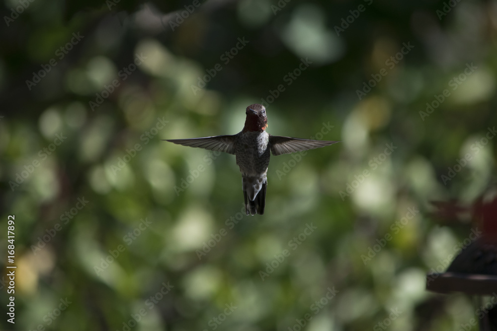 Hummingbird