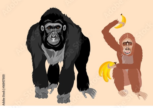 Fototapeta Naklejka Na Ścianę i Meble -  Gorilla and orangutang big apes vector illustration