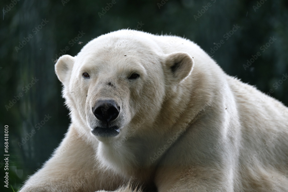 Polar bear Polar bear