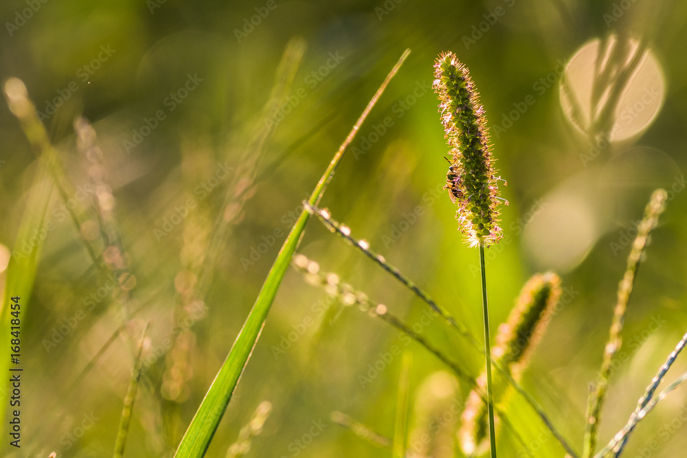 Horizontal Closeup Photo of a small bee on a blade of grass in a green field Horizontal Closeup Photo of a small bee on a blade of grass in a green field