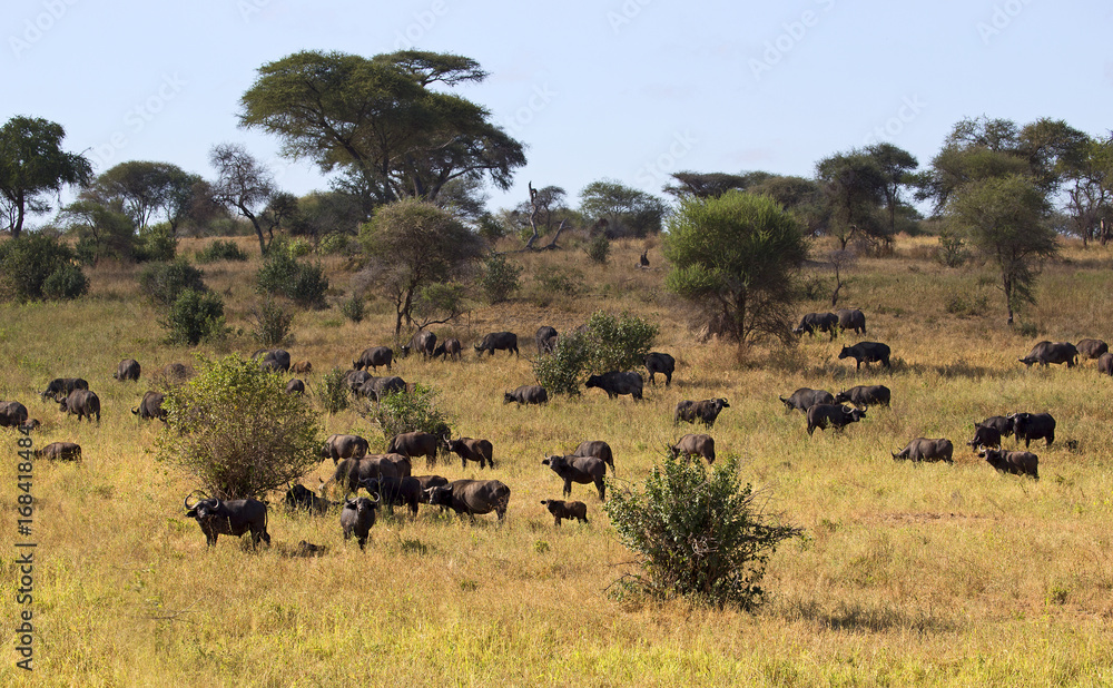 Herd of buffalos in Tarangire national reserve, Tanzania Herd of buffalos in Tarangire national reserve, Tanzania