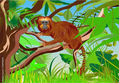 BRAZILIAN MONKEY-golden LEO in jungle vector