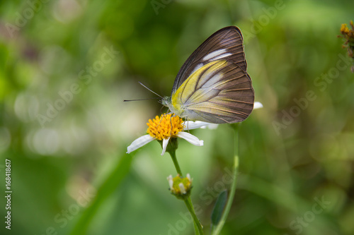 a butterfly © Vichien