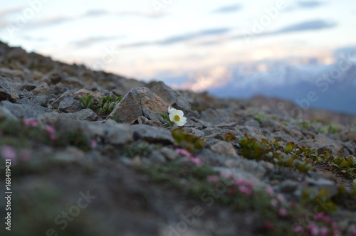 Lone Flower