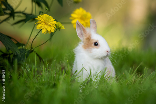 Little rabbit sitting in the garden