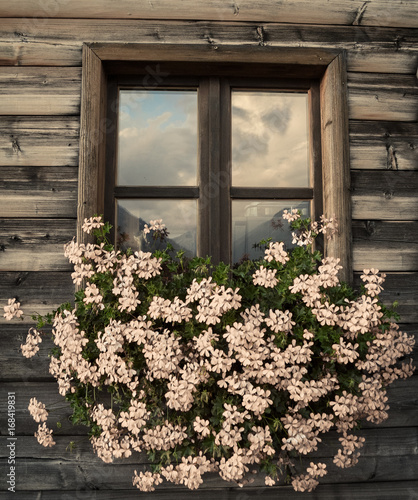 white flowers in front of a wooden cabin window