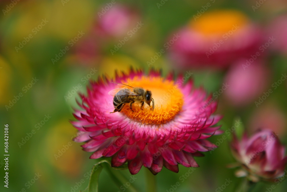 Biene auf Blüte