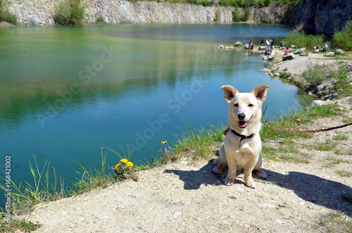 small puppy sitting near lake beauty little dog