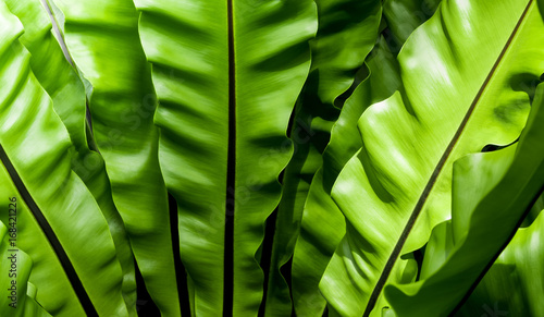 Freshness and big leaves of Bird's nest fern