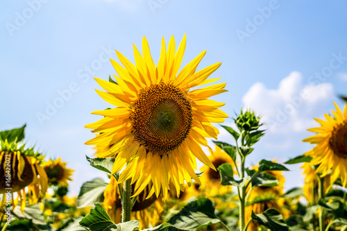 Agriculture in Eastern Europe. Flowering yellow sunflowers and bright blue sky