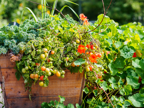 Organically grown tomatoes and cale