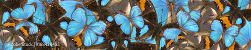 Panoramic abstract background of different tropical butterflies