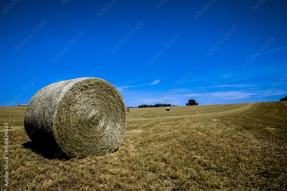Hay Field in the Summer