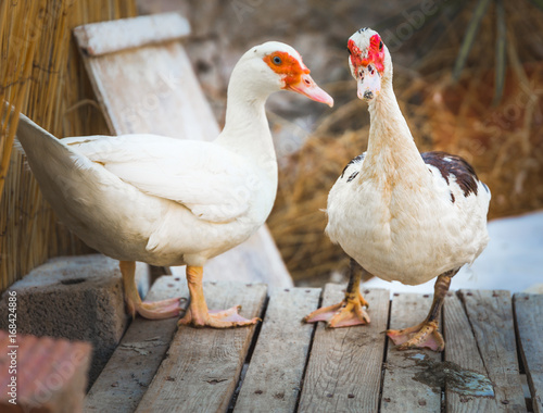 Two Ducks