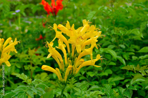 Tecoma capensis , honeysuckleis in the garden photo