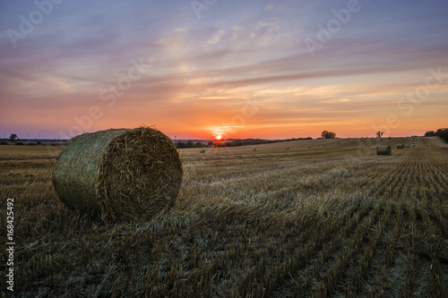 Straw bales in the field after the harvest