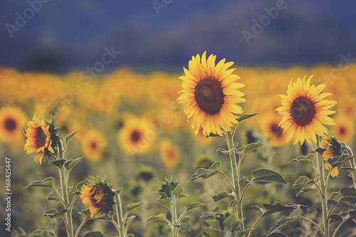sunflower blooming in field cinema color process style