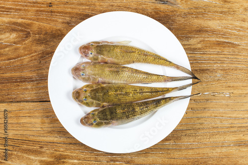 Synodontidae,Lizardfish Synodontidae photo