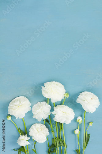 White ranunculus fresh flowers, copy space on blue wooden background flat lay scene