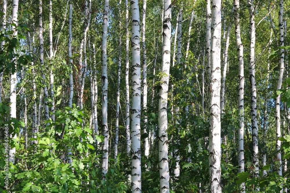 Fototapeta premium Gaj brzozowy z białymi brzozami i zielonymi liśćmi latem