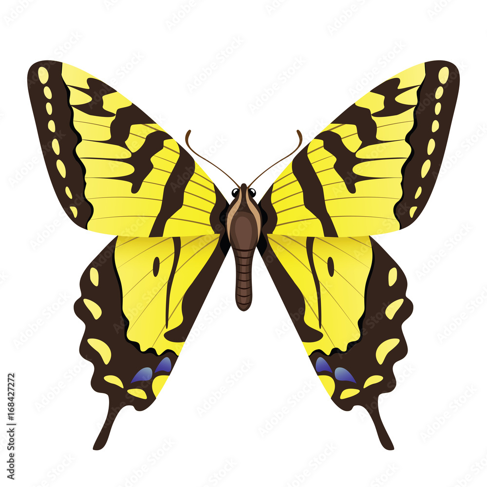 махаон бабочка рисунок