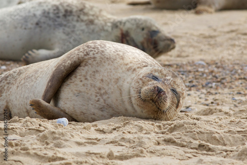 A Grey Seal, Halichoerus grypus, relaxing on the beach.