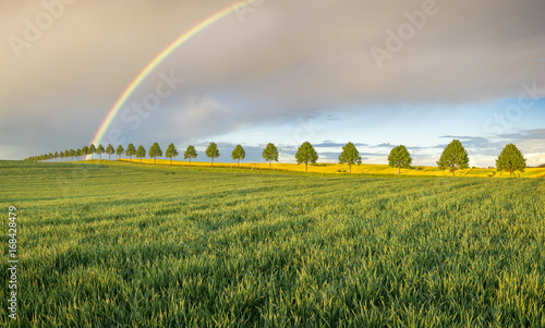 Green field in spring