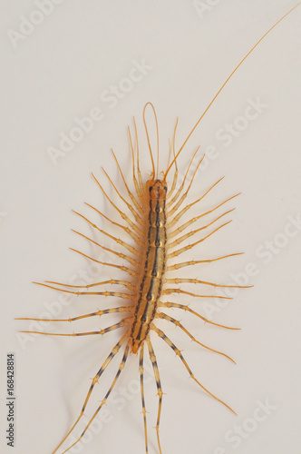 Giant centipede in the house. Emetophobia, afraid of the big bugs. Insectophobia, giant bug in the house