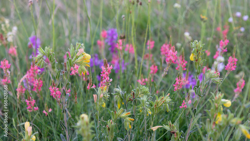 Yellow, red, purple field flowers