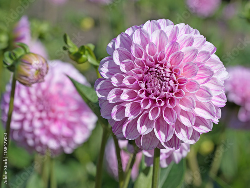 Fototapeta Naklejka Na Ścianę i Meble -  Dahlien, Dahlias
