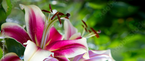 Fototapeta Naklejka Na Ścianę i Meble -  Oriental Trumpet Lily Mr. Job