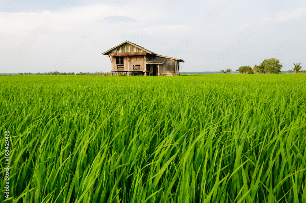 view of paddy field with abandoned house in the middle of paddy field view of paddy field with abandoned house in the middle of paddy field