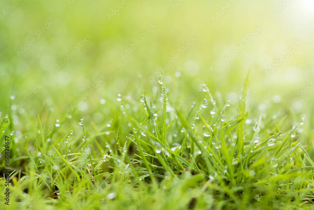 fresh dew drops on top green grass with soft focus on worm light for background fresh dew drops on top green grass with soft focus on worm light for background