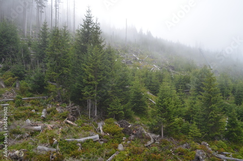Zamglony las na zboczu Kopy/Hazy forest on The Kopa Mountain slope, Lower Silesia, Poland