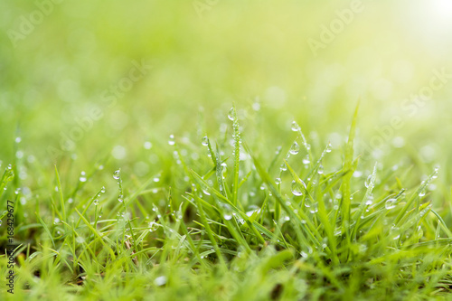 fresh dew drops on top green grass with soft focus on worm light for background