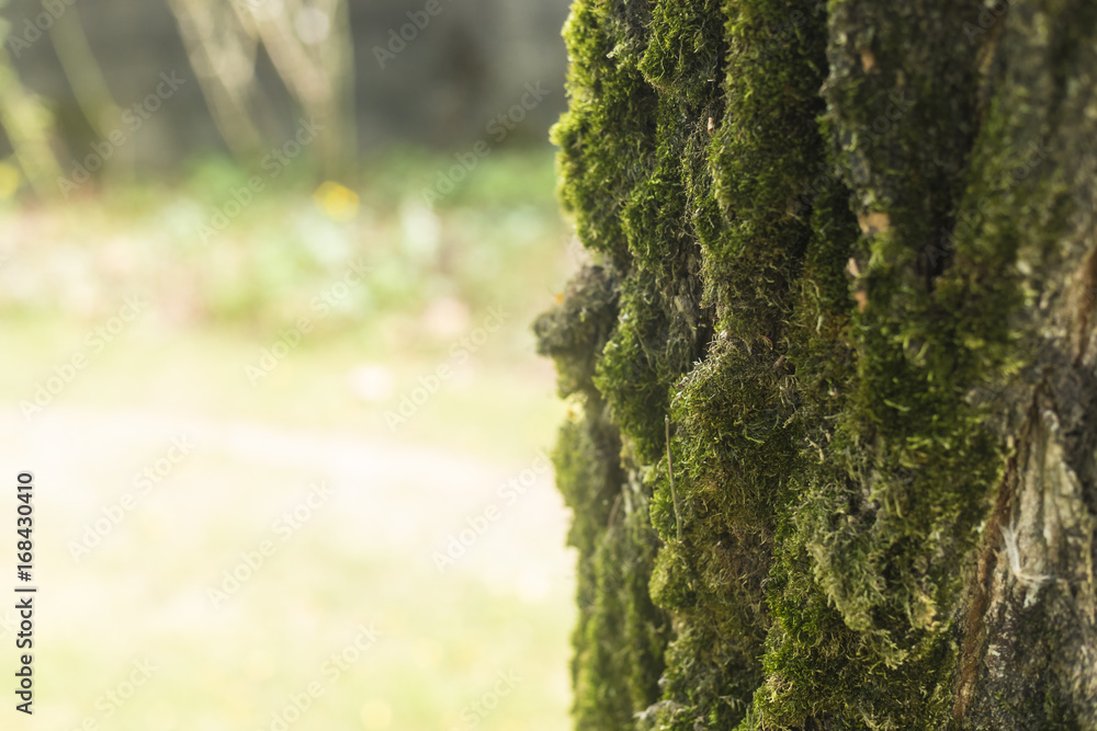 Obraz premium Sun rays on tree bark with moss