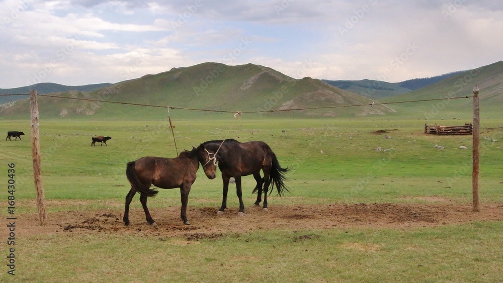 Fototapeta premium Chevaux sauvages en Mongolie